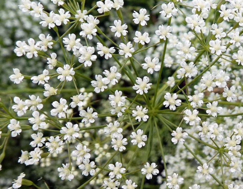 Közönséges sarlófű - Sarlós bolonyik - Falcaria vulgaris, Falcaria vulgaris, etnobotanika